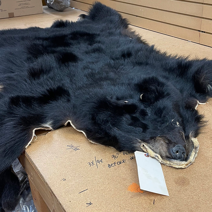 NEW Black Bear 5.9FT For Taxidermy