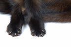 fisher fur