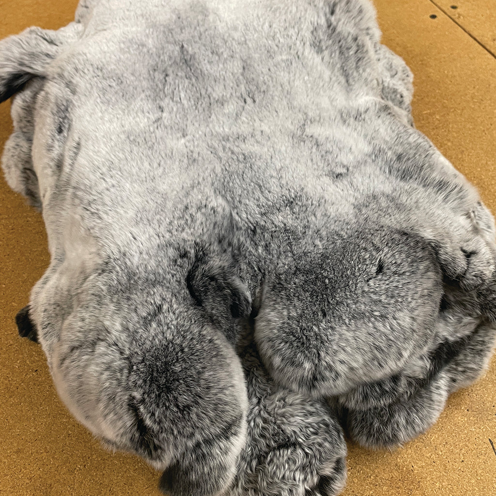 Chinchilla Frosted Tipped Rex Rabbit