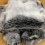 Chinchilla Frosted Tipped Rex Rabbit