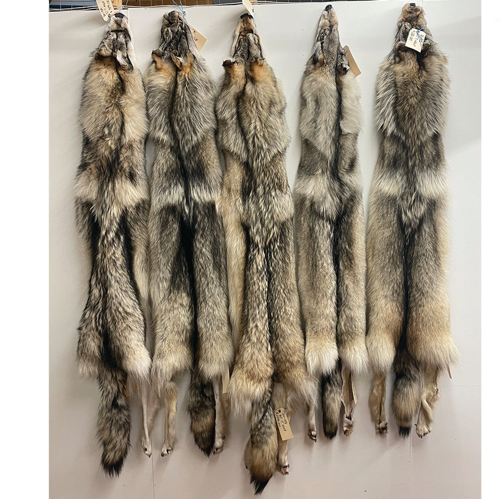 Timber Wolf - 74.5 Inches