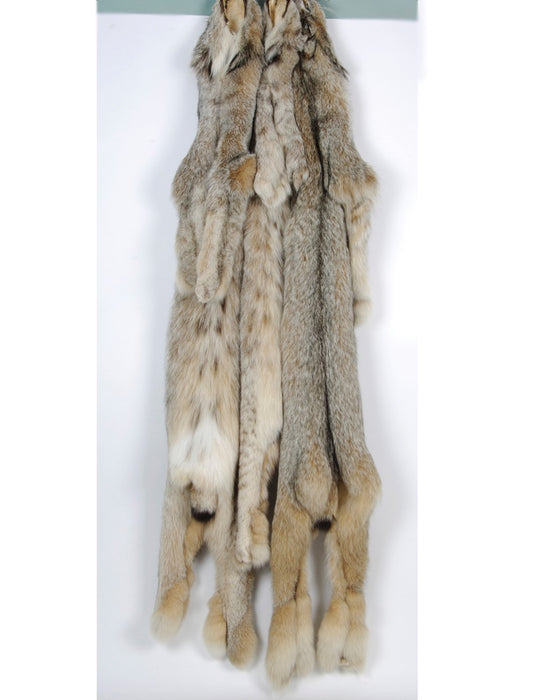 Canada Lynx Fur Dressed Hanging hides