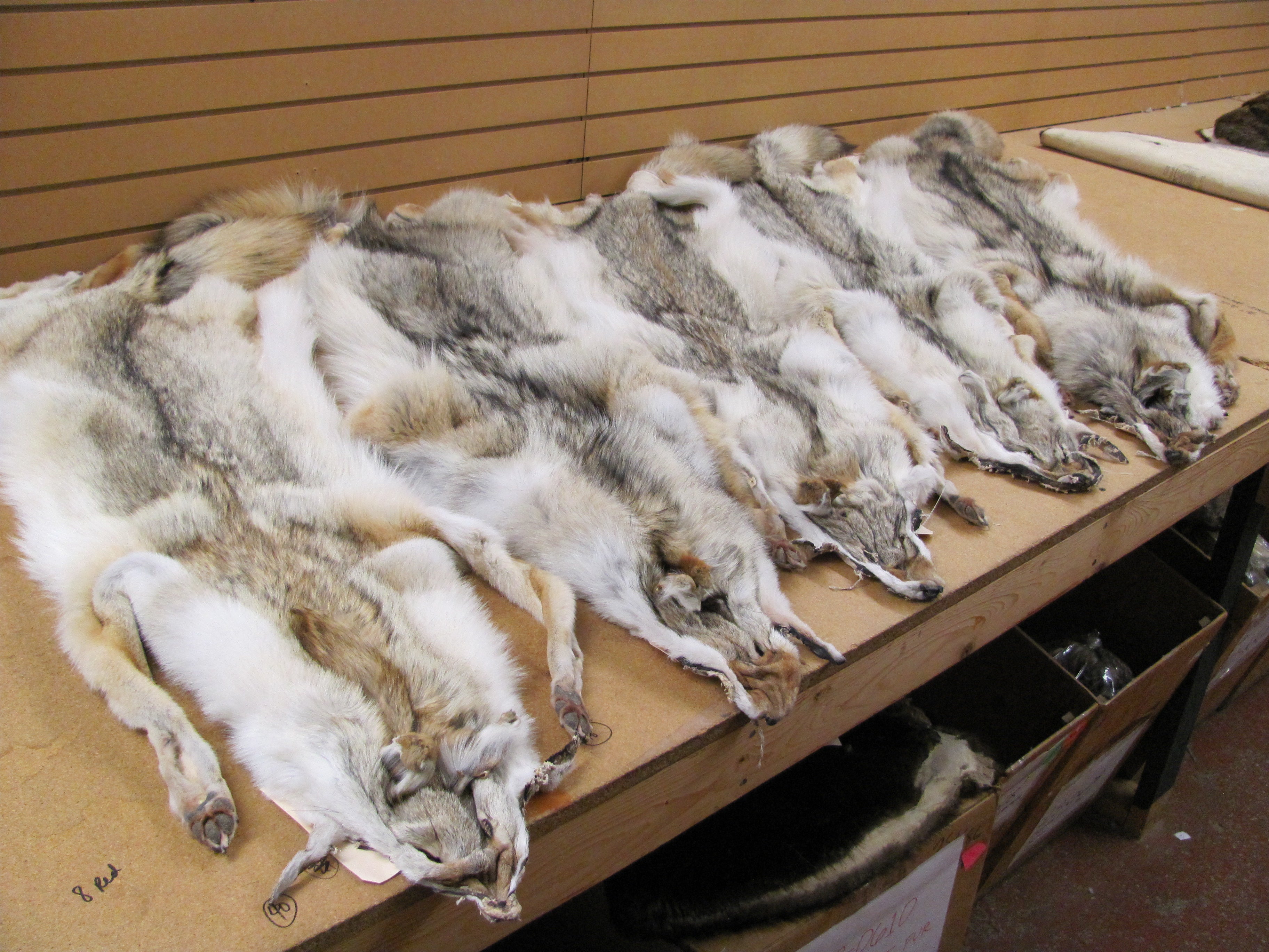 Western Coyote Fur Skins - Complete with Feet