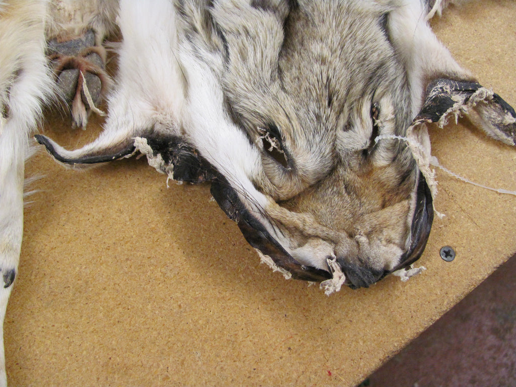 Western Coyote Fur Skins - Complete with Feet