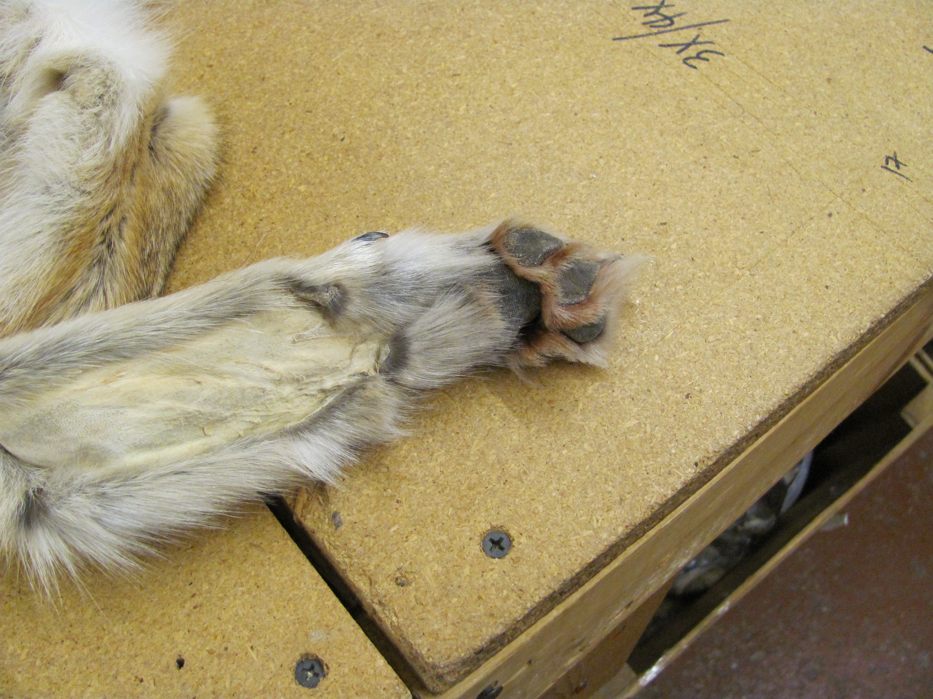 Western Coyote Fur Skins - Complete with Feet
