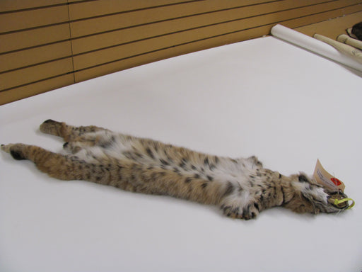 belly up bobcat pelt