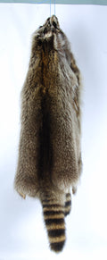 Raccoon king kong skin outfittersca