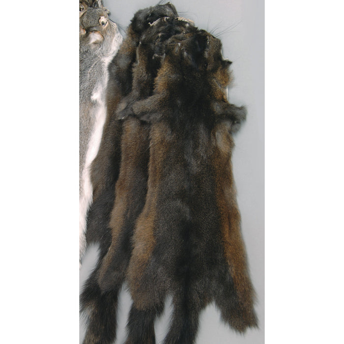 Wild Squirrel Fur Dressed