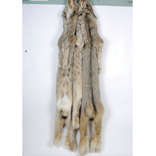 lynx fur large pelt bob cat hanging 
