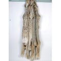 Lynx Complete with Feet & Claws
