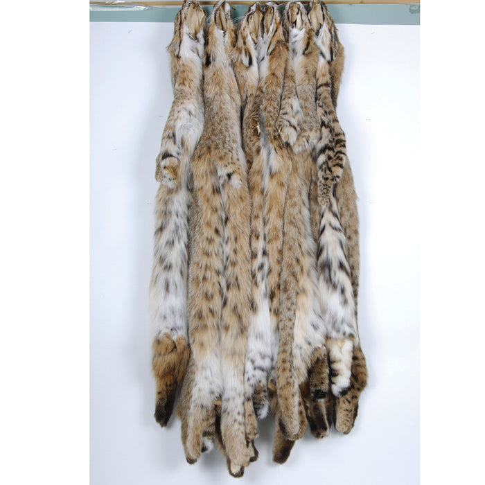 Lynx Fur Canad Bobcat hanging 