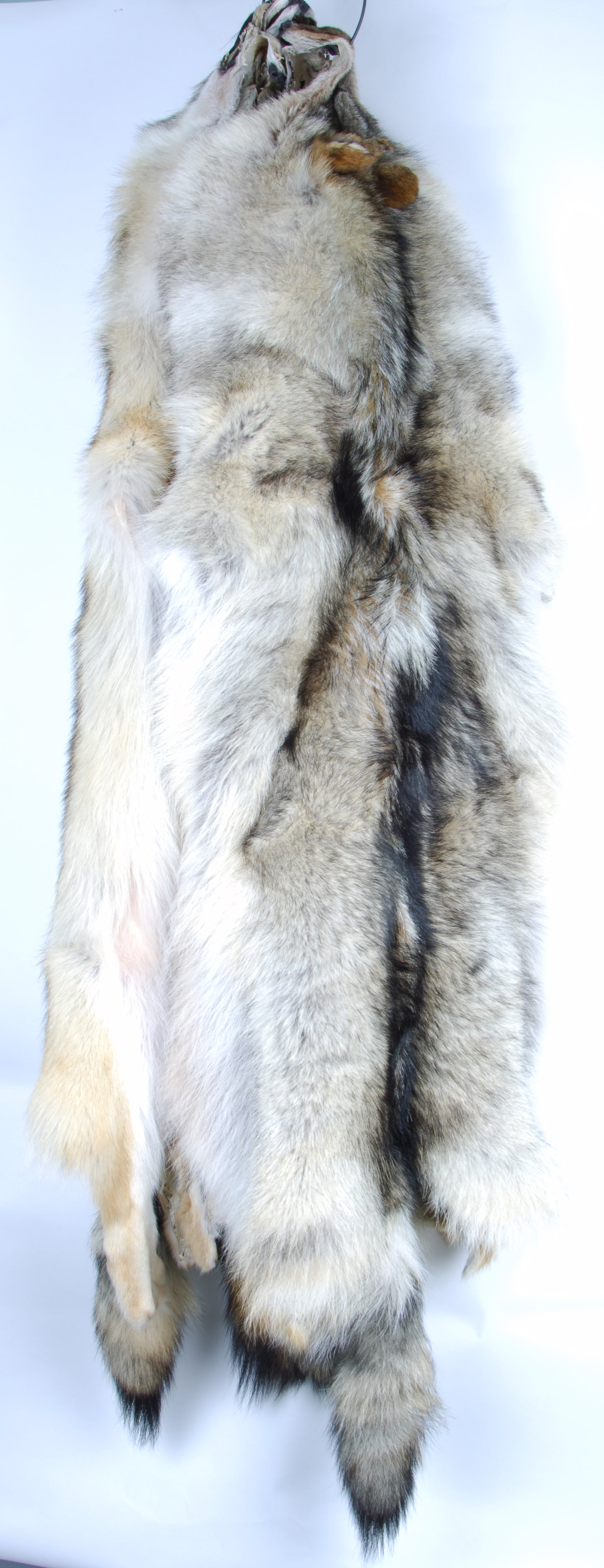 Coyote pelt giant