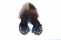 Wolverine Parka Hood Strip w/Feet Media 3 